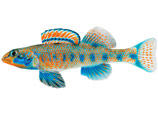       Etheostoma obama.  , " " 
