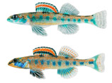 Etheostoma clinton ()  Etheostoma gore