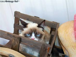     -,   ,      Grumpy Cat ( " ")  "  "
