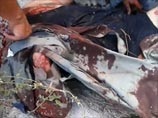       LiveLeak  ,       ,     ,      