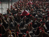        H5N1  ,      