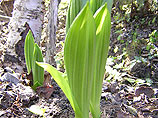    Veratrum album -  ,     