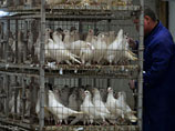    H7N9      