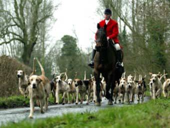   ,    supportfoxhunting.co.uk