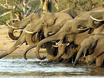  .    african-safari-and-travel-advisor.com