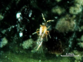 Megaphragma mymaripenne.    nhm.ak.uk