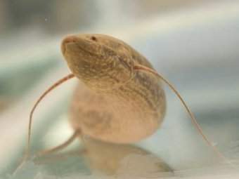 Protopterus annectens.   