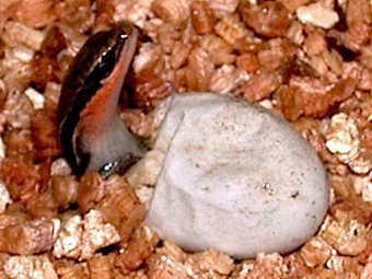 Bassiana duperreyi   .   