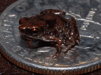 Paedophryne amauensis.   