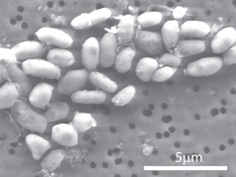GFAJ-1.   