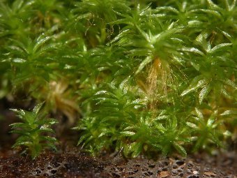 Physcomitrella patens.   Pirex   wikipedia.org