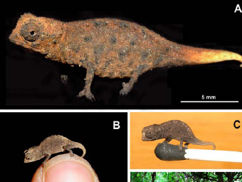 Brookesia Micra.    . 