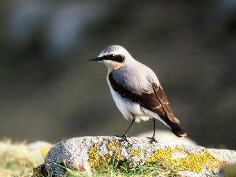 Oenanthe oenanthe.  Philippe Kurlapski/Wikipedia