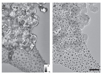      ().    .  Nature/Humphry et al.