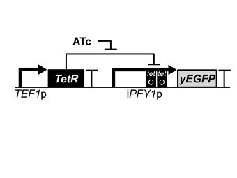   ,     . yEGFP -  , iPFY1p - , TetR -  , ATc- .    .