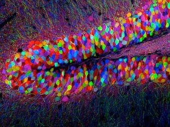  .  Nikon Small World Gallery