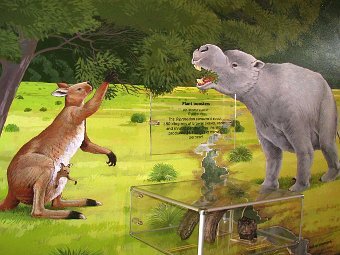   Sthenurus    Diprotodon    .  Nicholas Pike/Don Hitchcock