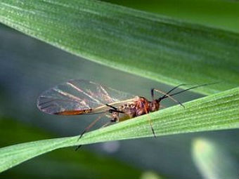  Sitobion avenae   .    rothamsted.ac.uk