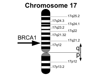   BRCA1   .  Armin Kübelbeck