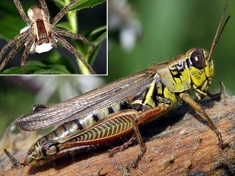  Melanoplus femurrubrum     Pisaurina mira  Dror Hawlena.