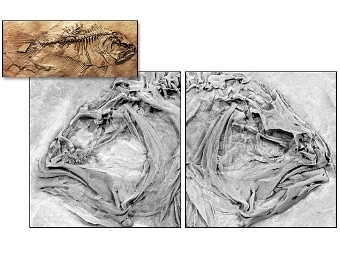     Heteronectes.        ,   .  ScienceNow/Matt Friedman