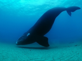       .  Brian Skerry