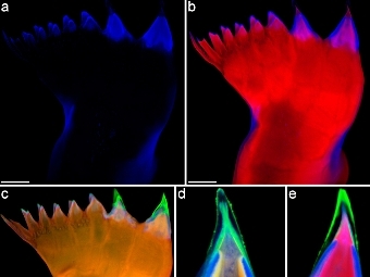   (),  ()   ()   Centropages hamatus.    Michels et al.