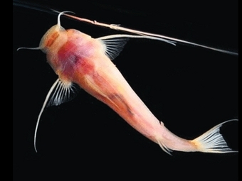 Astroblepus pholeter.  Daphne Soares