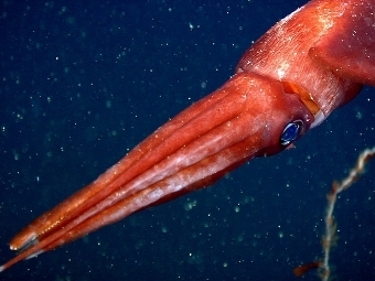 Octopoteuthis deletron   740 .  MBARI (2003)