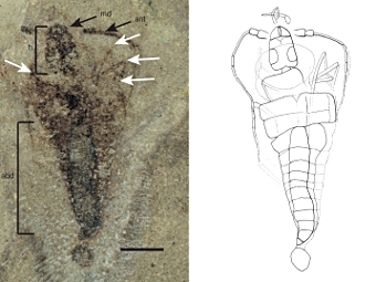 Strudiella devonica -   .    Garrouste et al., Nature, 2012