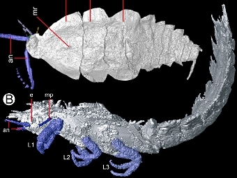    ()  Anebos phrixos ()     Garwood et al., PLoS, 2012