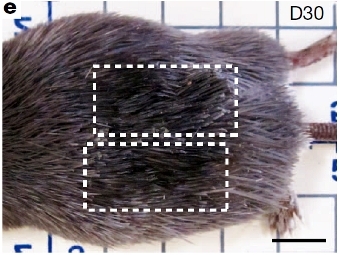         .    Seifert et al., Nature, 2012