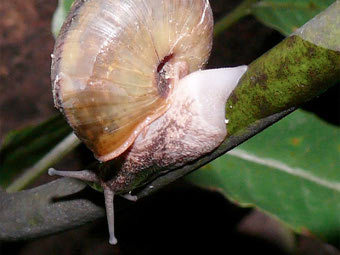  Satsuma caliginosa.     .  Dr Masaki Hoso