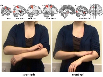  ,    ( ).    Holle et al., PNAS 2012