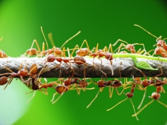  Oecophylla smaragdina.  Tuan Cao 