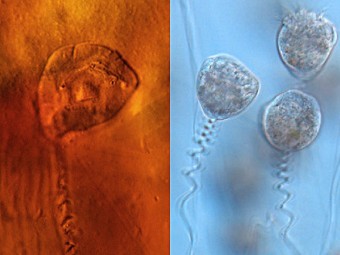    ()   .    Bomfleur et al., PNAS, 2012