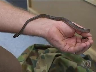   ABC News