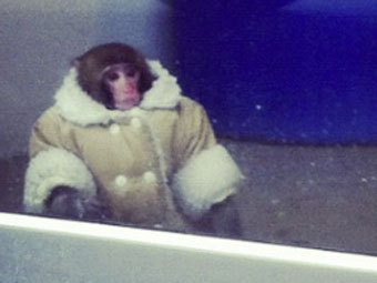    @IKEAmonkey
