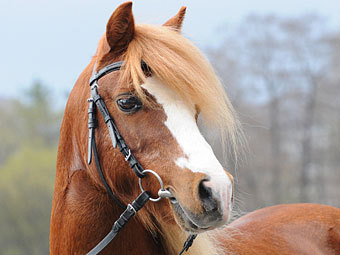 :  PressFoto