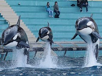  SeaWorld  -. : Lionel Cironneau / ©AP