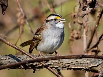   (Zonotrichia albicollis).     