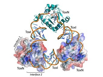  ToxI  ToxN.    Short, L.F. et al., PNAS, 2012